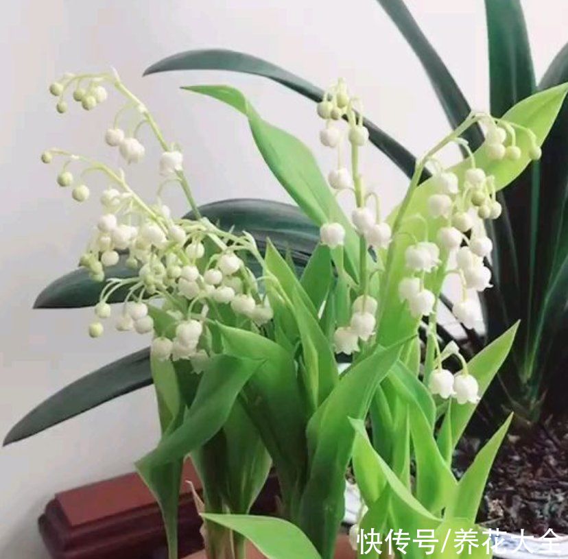  铃兰|冬天家里种铃兰，抑菌效果好，感冒不怕“串窝子”