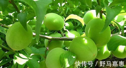 长寿米|很有营养的3种食物，排毒养颜、补气益血，身体棒棒哒！