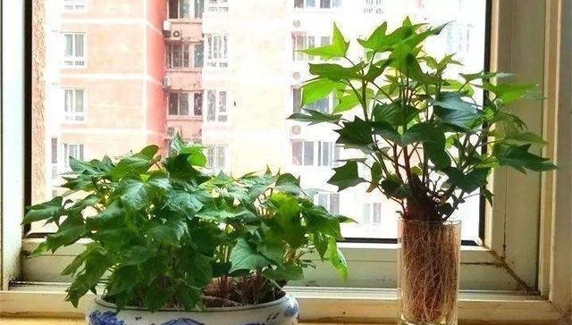 水里|厨房5种“再生菜”,菜头别扔,插水里变盆景,长得飞快,再炒菜