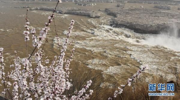 黄河壶口瀑布迎来＂桃花汛＂