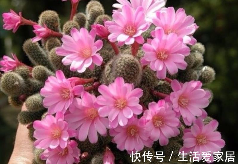 公认的3种懒人花,生性强健颜值高,随便一养开爆花,适合新手