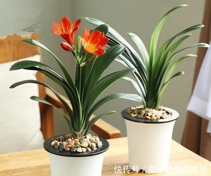 君子兰要想美,就让它喝这几种水,来看看你是否做对