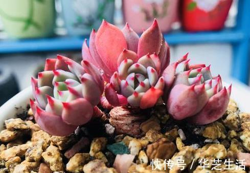 冬天如何养多肉?做好这些,叶片上色快,轻松养出好状态
