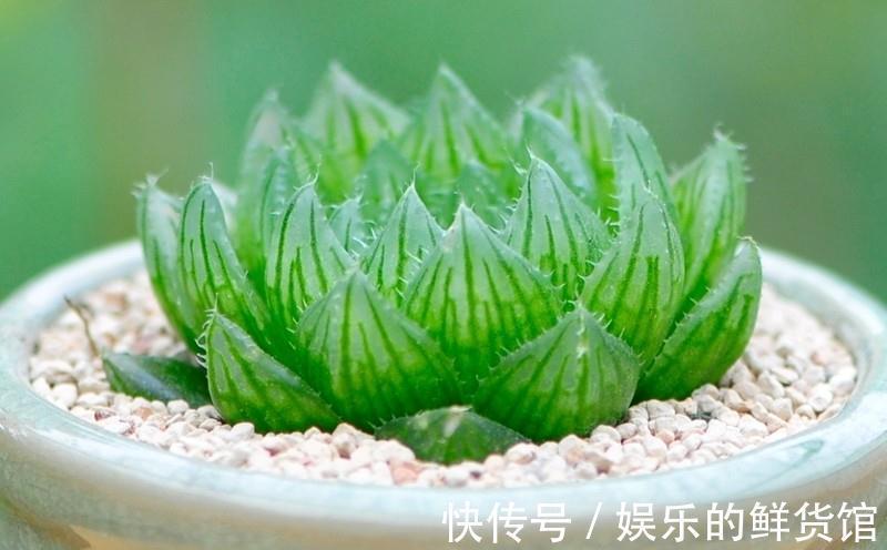 与多肉玉露的水晶之恋，不妨从养好一棵樱水晶开始