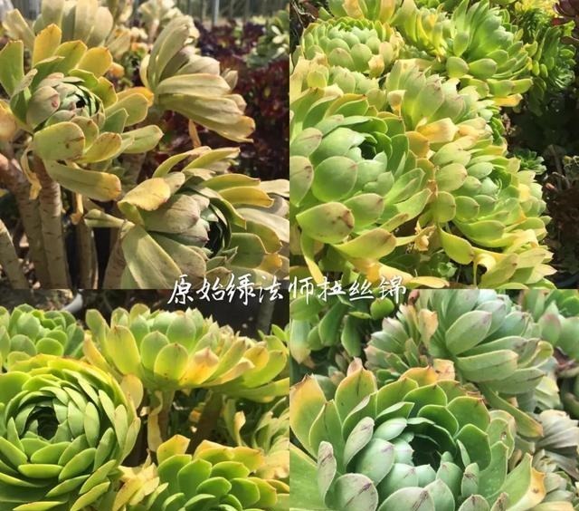 【多肉盛宴】你还傻傻的分不清法师品种吗百合莉莉属于法师