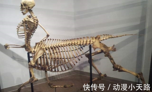 日本|日本小姐姐太会玩,COS人马挺可爱,脚是怎么弄的?