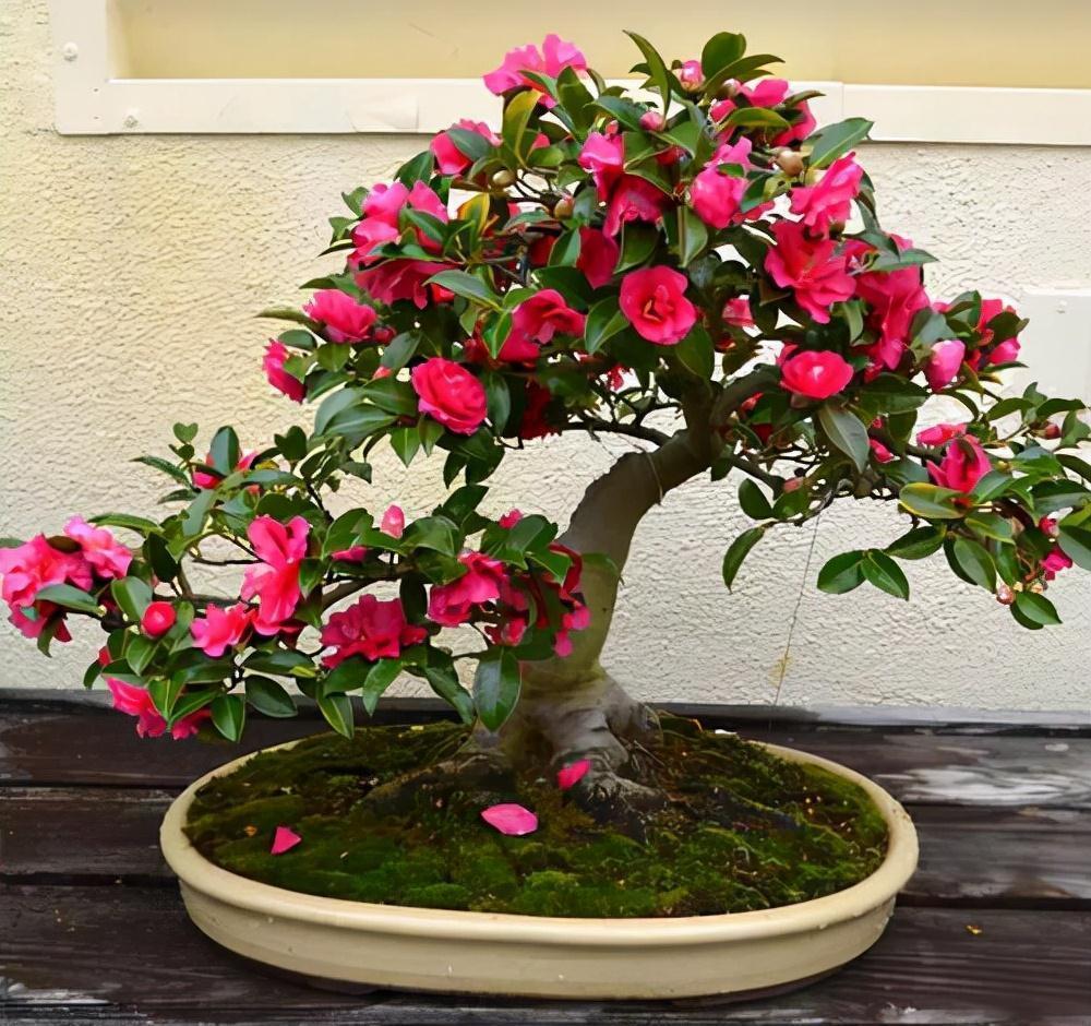 天气冷,六种花要干养,少水多晒才健壮,养成老桩更旺家