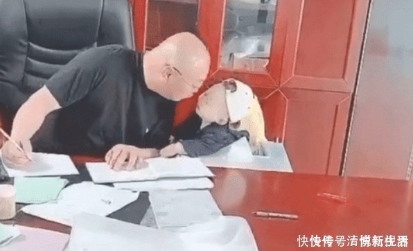 婴儿|“小秘书宝宝”为姥爷当助手，雇佣婴儿就算了，还要时不时亲一下