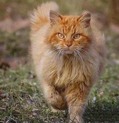 野猫遇到流浪狗群围攻 拼上九条命冲出重围 快资讯