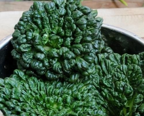 马兰头|人到中年想长寿，要学会吃3种食物，营养丰富、身体棒棒哒！