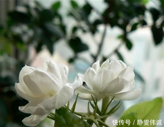 茉莉有“三怕”,老手花友也易踩坑,避开猛窜芽,花开一茬接一茬