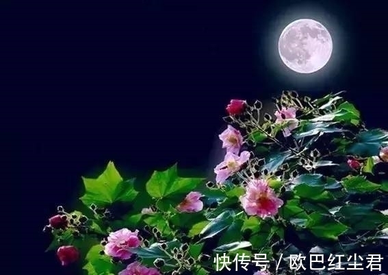 艳歌行@晚风摇曳清香逐，花好月儿圆，盈盈夜色，柔情似水，同赏婵娟