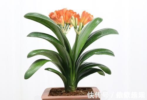 腐殖土|养君子兰几十年,始终就用一种土两种肥,实践出真知