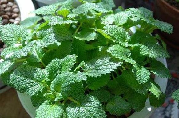 卫生间|卫生间''除异味''大招放置3种绿植除臭，居家环境更舒适