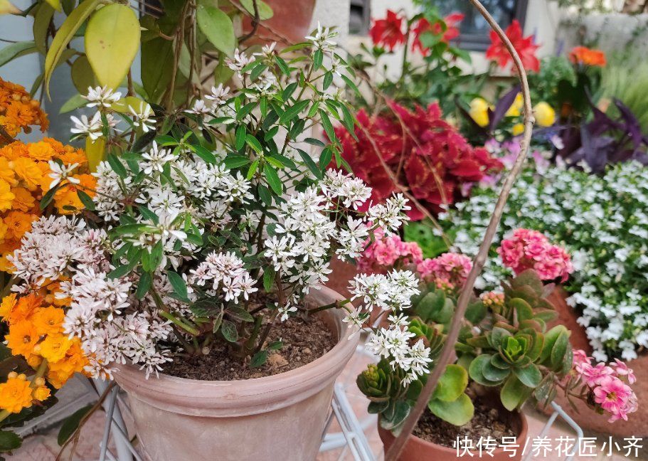 家里养花，土可以不买，但这“三样”一定要准备着，养好全靠它们