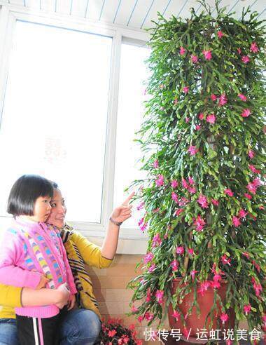 蟹爪兰这样“嫁接”花开更艳，不倒伏，形好易爆盆！