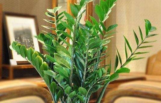 初冬逛花市,遇到3种花随便买,懒人都能养爆盆,过冬很简单