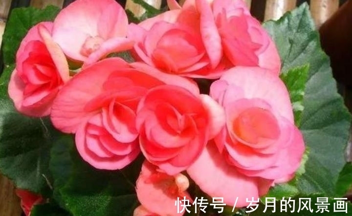 养此款花卉,花大服盆快,四季繁花似锦,姿色艳丽