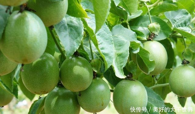 吃剩的百香果籽别扔,种在花盆里,即可四季赏花,也可品果