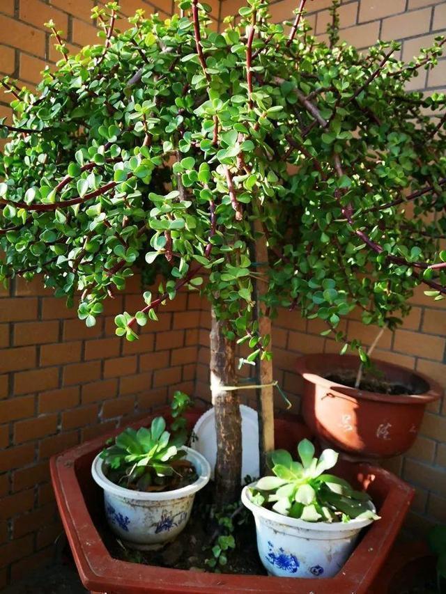 老桩|这花10块钱买一盆,养2年变老桩,叶子密、开花旺,每家都有