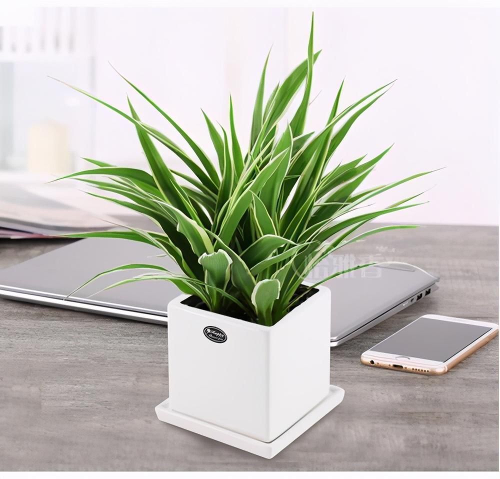 金鱼吊兰|喜欢吊兰的朋友有福了，这7种吊兰人见人爱，种在家里特别适合