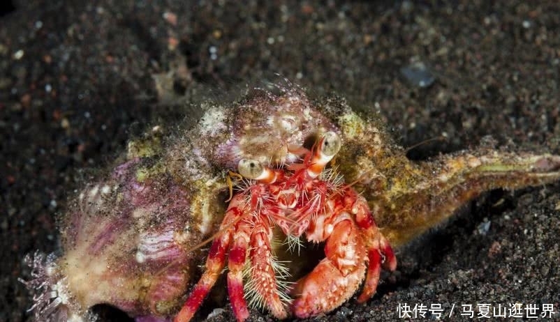 寄居蟹换壳的神奇操作 集体排队换 但往往最后一只比较可怜 寄居蟹换壳的神奇操作 集体排队换 但往往最后一只比较可怜