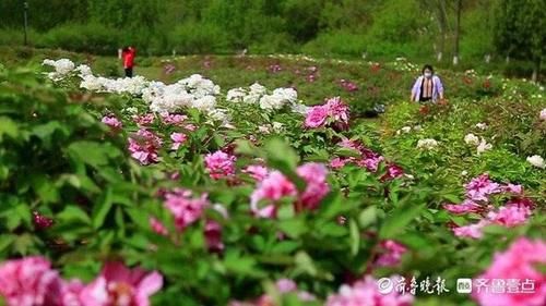 济南植物园“花王”牡丹盛开，两万多株牡丹怒放