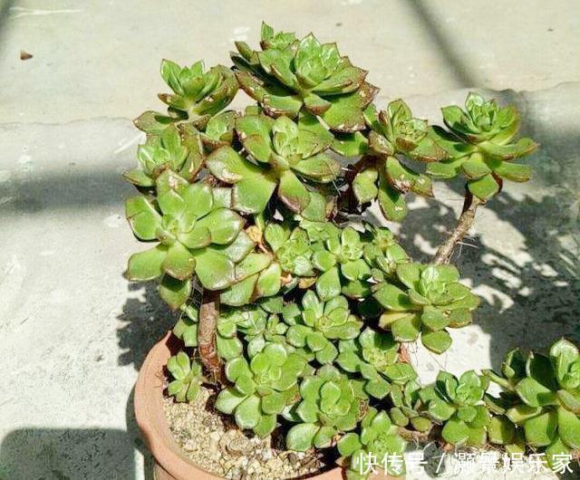 光照|多肉“蒂亚”还在充白菜3个小技巧,浑身红彤彤,颜色最耀眼