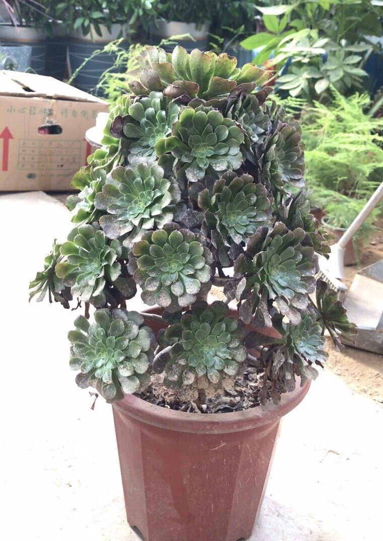 皮实的4种多肉,一年变成老桩,新手、老手都喜欢