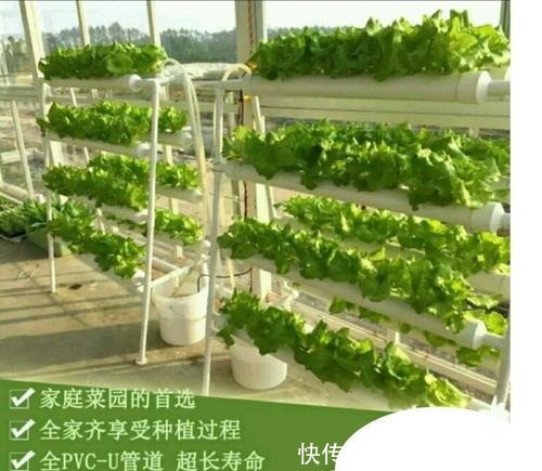 阳台还在晒衣服,拿来种菜可以吃上一整年,可香了!