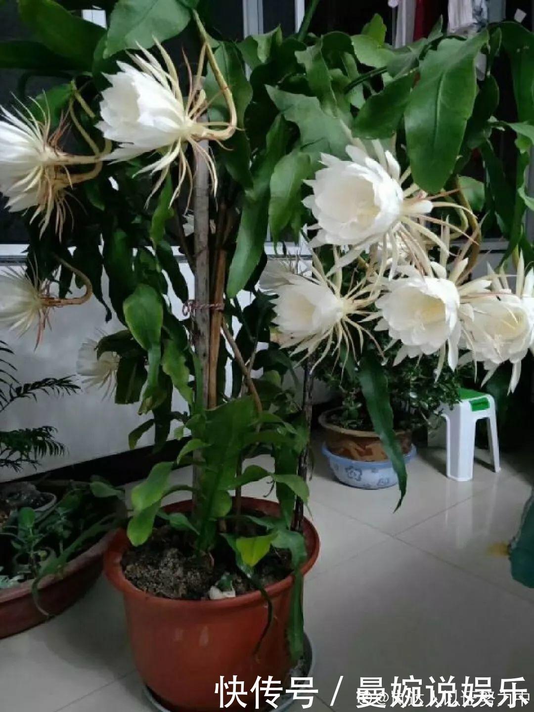 这花真稀罕,刚开花就被掐光了,花钱未必买得到!