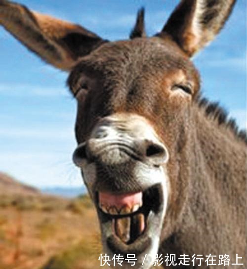 黄知感|唐代村民家生下一头驴,身上竟有一人名,寡妇痛哭我要为夫报仇