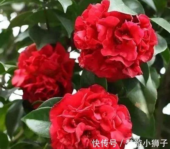 它是茶花之王,香味浓郁,美胜牡丹,超大花量,抗热抗寒还好养