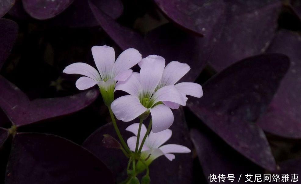 出更多|还在羡慕别人家的花草?养这些花让别人羡慕你!