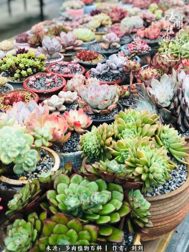 爱多肉,爱生活,我们是一群快乐的养肉人!