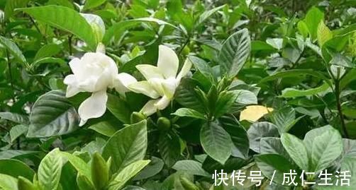 光照|养花却不开花？学会这一招，立马开花爆盆给你看！