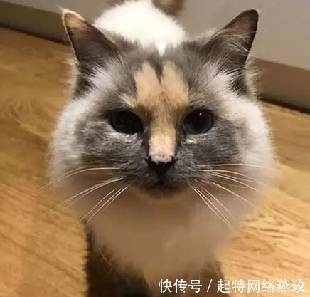 可爱三花猫迟迟没人带回家 最后在脸上找到了答案 快资讯