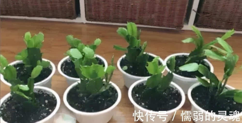 营养土|12月“扦插”3种花,明年春天就长花苞,超值