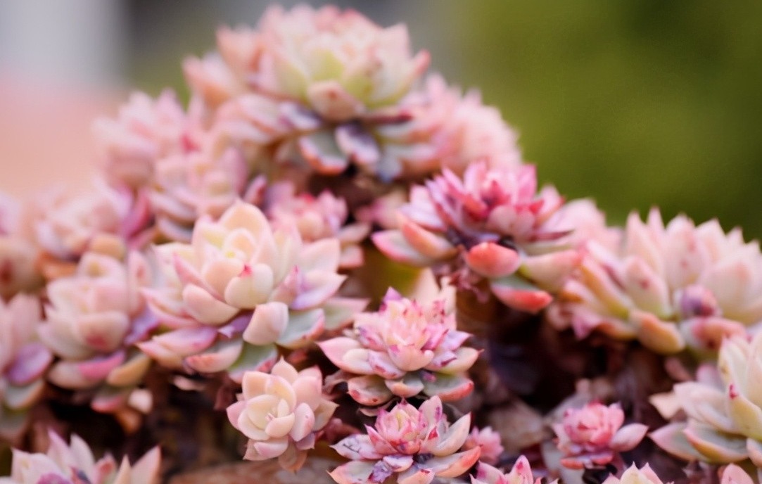 丝绸面纱可以这么美,颜色既鲜艳,又是悬挂老桩,能不羡慕吗?