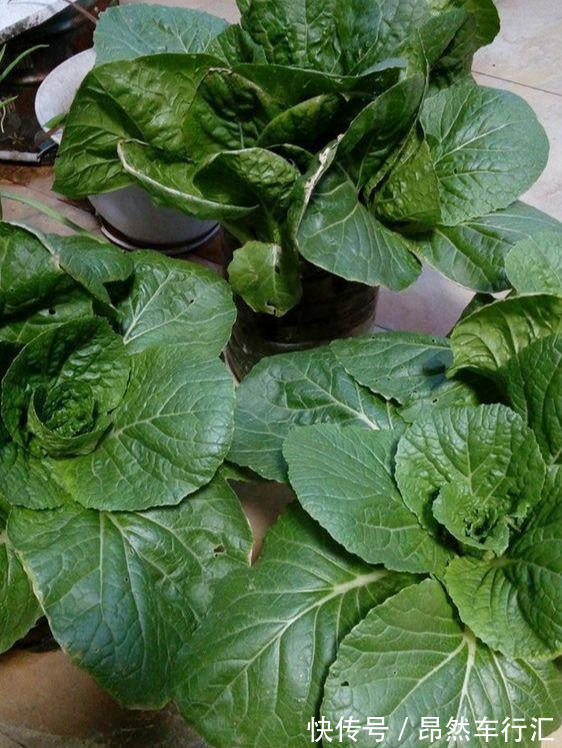 小菜园|养花技巧:一个油桶胜过两花盆,种菜养花好用又省钱!