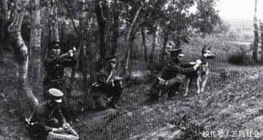 抗日战争|抗日战争时期，在战场上看到这种鸟,见一只消灭一只