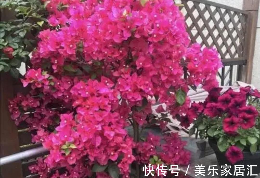 花友|三角梅冬天有“3怕2不喜”，别做错了，不然难越冬