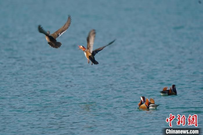 湖北宣恩成群鸳鸯戏水贡水河国家湿地公园