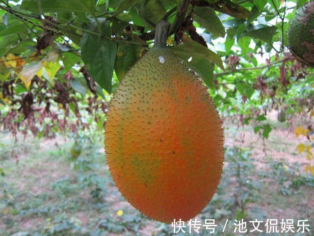 据说吃了长寿，看上去如鸡蛋长刺，茄红素超番茄70倍，一斤卖30元