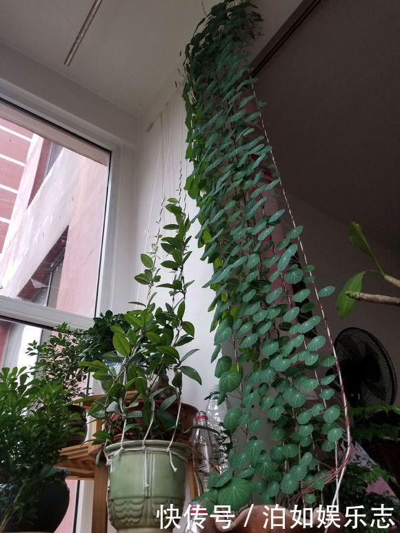 这些植物“老寿星”，个个能活100岁，泼辣无比，比人还长寿