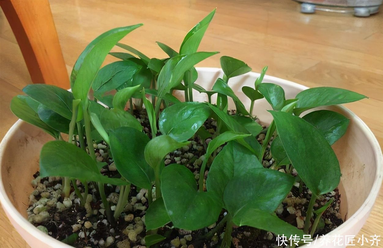 枝条|不会扦插不要急，这6种植物，一根枝条剪成多段，插土里就活