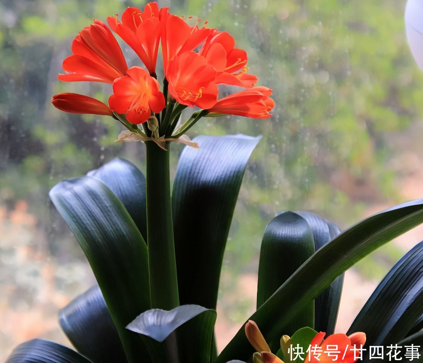 老手|冬天养君子兰,这件事新手不知道,老手易忽略,做好根壮花美