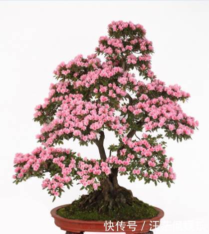 枝条|夏季养杜鹃花盆景,只做一件事,来年开花爆盆造型美,好看要行动