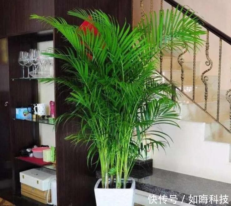 养花|养花就养3种花,家里养一盆,养眼上档次,四季常青!