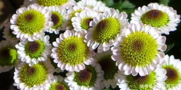 秋天的院子，养点喜欢的花，乐得自在！